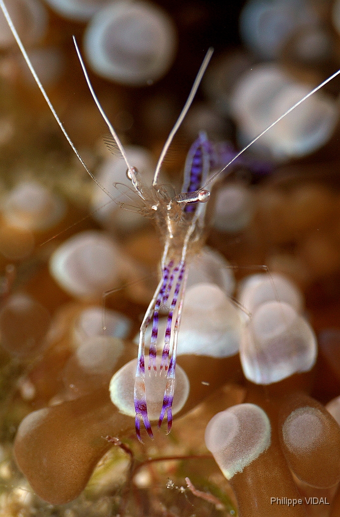 MediaEarth - Bahamas 2017 - DSC02393_rc - Pedersons Shrimps - Crevette de Pederson - Ancylomenes pedersoni.jpg